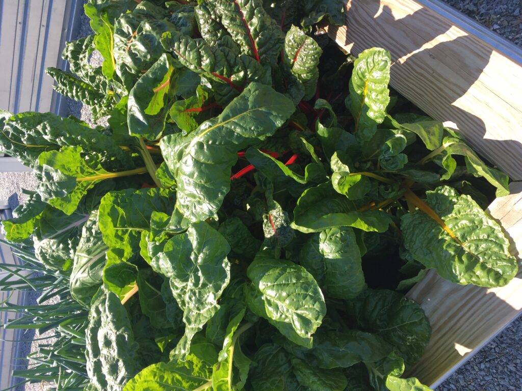 Swiss Chard in Raised Beds