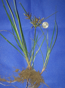 Nutsedge