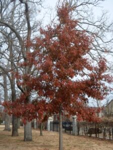 Nuttall Oak fall leave color