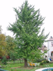 Ginkgo Tree