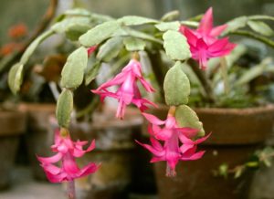 Christmas cactus with pink flowers