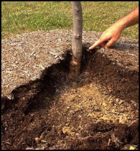 Volcano Mulching