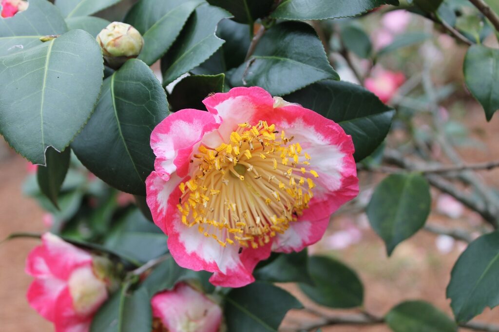 Camellia_japonica Higo Ohkan