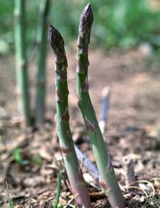 Asparagus