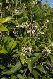 Osmanthus fragrans (Tea Olive)
