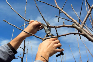 Hand Pruners