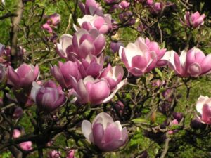 Saucer Magnolia