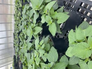 Plants growing in greenhouse