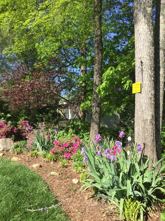 Spring Backyard Landscape