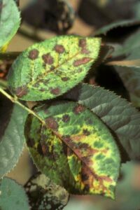 Blackspot Disease on Rose