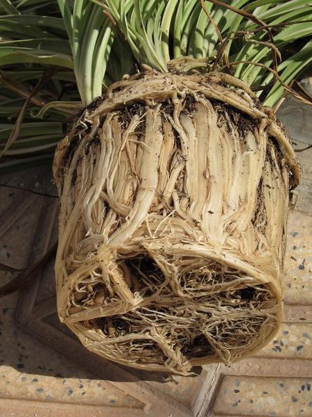 Root bound spider plant