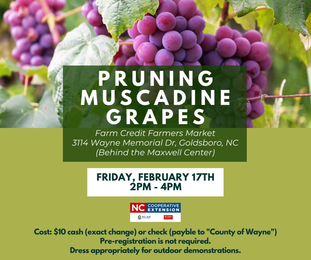 Pruning Muscadine Grape Class