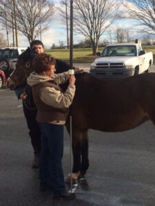 Cover photo for Recruiting New NC 4-H Horse Program Stewards!