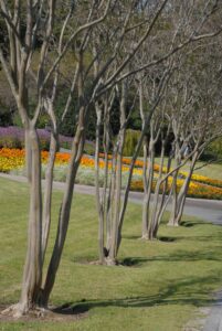 Crape myrtles (Lagerstroemia indica) pruned to maintain the tree’s natural growth habit will provide beauty year-round in the landscape.