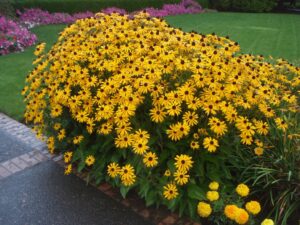 Black-eyed Susan