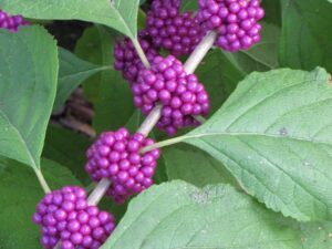 Callicarpa americana branch with berries