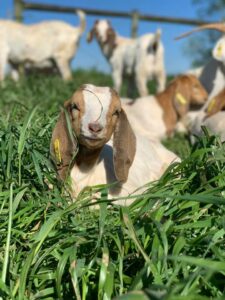 Cover photo for NC State CVM 2026 Small Ruminant and Camelid Owner Workshop